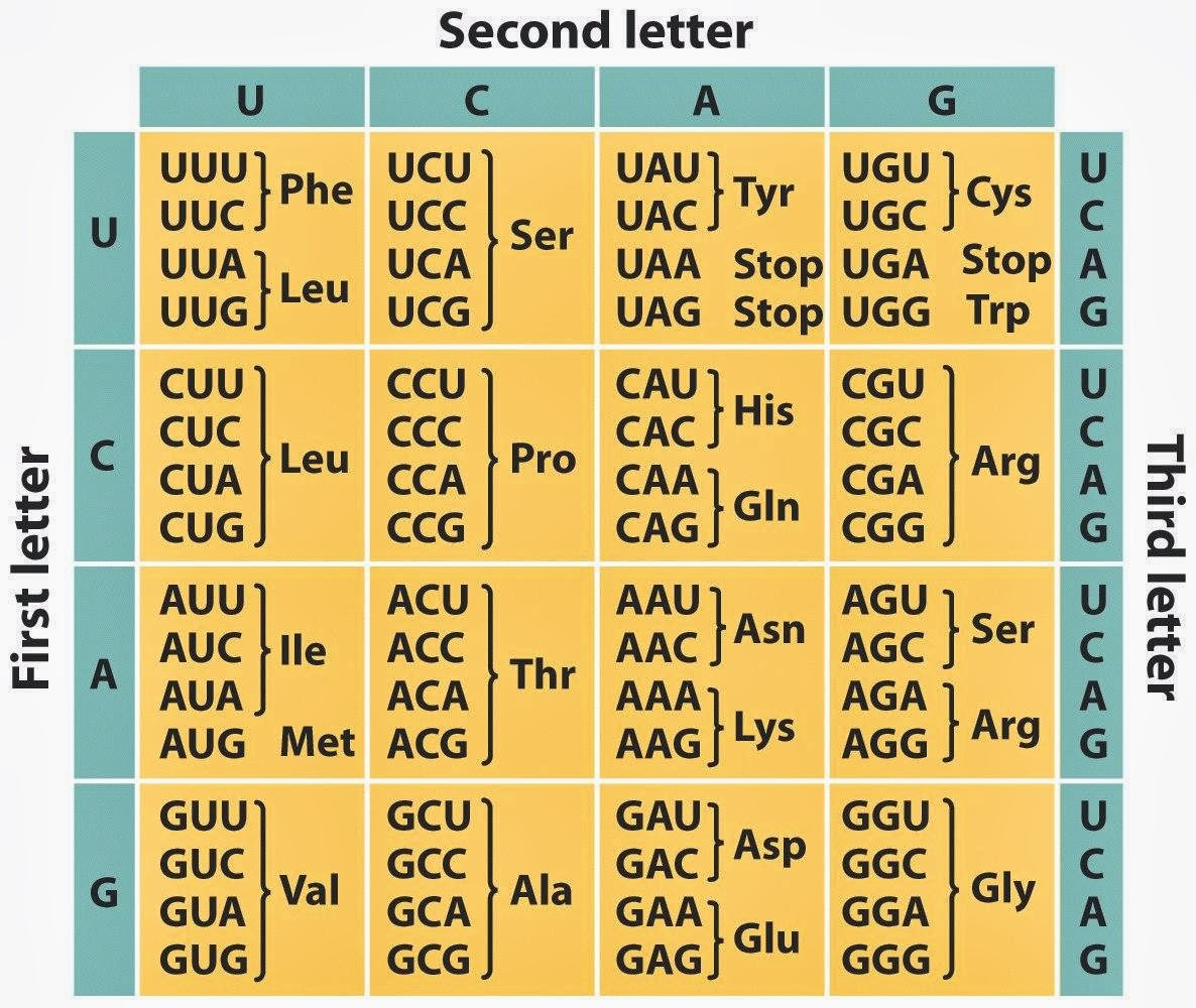 Biology Pictures: Table of Genetic Code